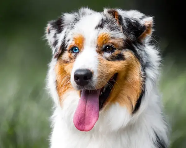 Un Berger Australien, un des chiens préférés des Français, avec ses yeux de couleurs différentes et sa langue rose pendante.