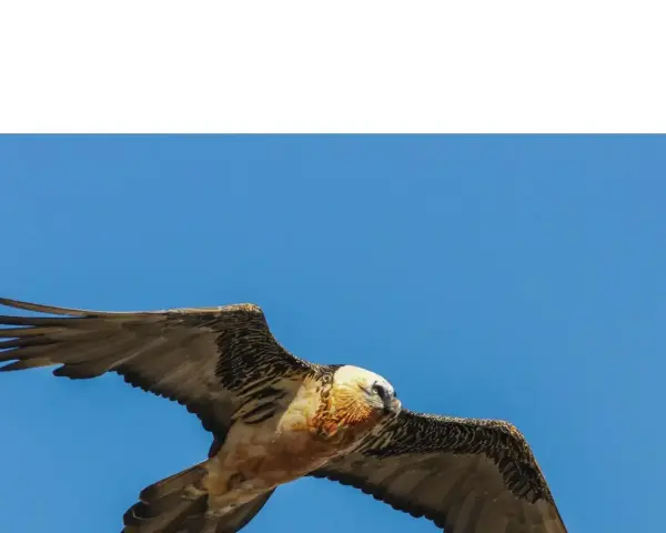 Un gypaète barbu, majestueux vautour fauve, plane dans un ciel bleu éclatant, ses ailes déployées.