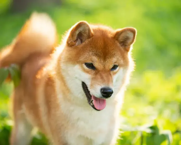 Szczęśliwy pies rasy Shiba Inu, jeden z spokojnych psów średniej wielkości, cieszy się słońcem na zielonej łące.