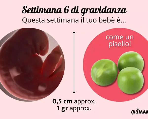 A 6 settimana di gravidanza, il tuo bebè è grande come un pisello, circa 0,5 cm e 1 grammo.