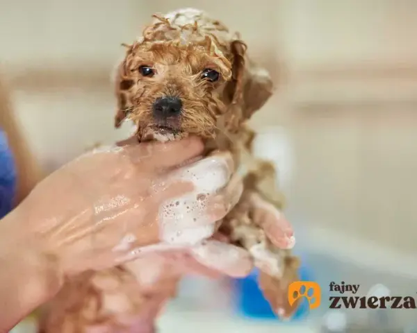 Kąpiel szczeniaka: Jak często i bezpiecznie? Poradnik krok po kroku