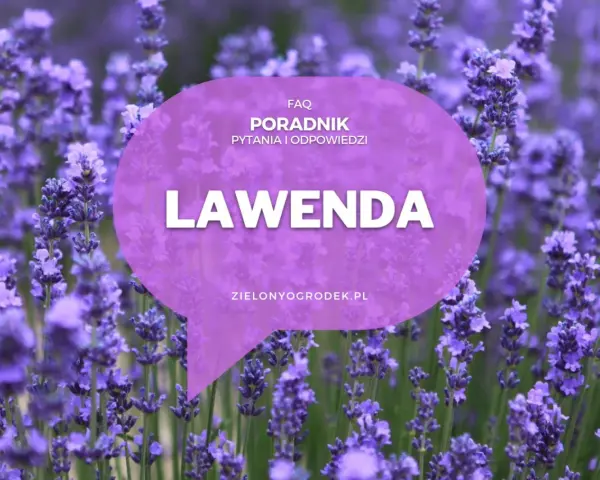 Pole lawendy, na którym widnieje napis "LAWENDA" i informacja o poradniku. Poznaj różne lawenda odmiany.
