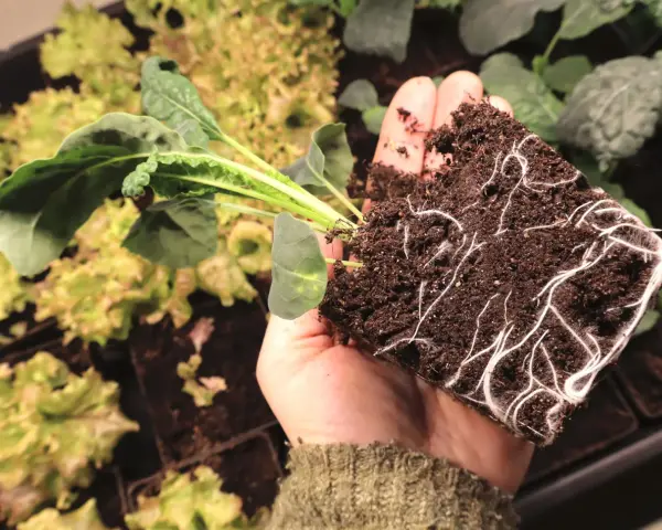 En hand håller en planta med kraftiga rötter, redo att planteras. En perfekt start för att odla svartkål.