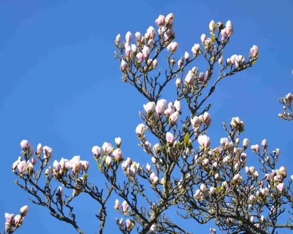 Ett magnoliaträd med många rosa och vita knoppar mot en klarblå himmel. Våren är här!