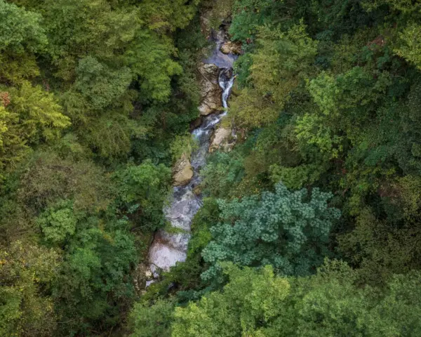 Un ruscello serpeggia tra la lussureggiante vegetazione della valle dell'Orfento, con alberi fitti e rocce bagnate.
