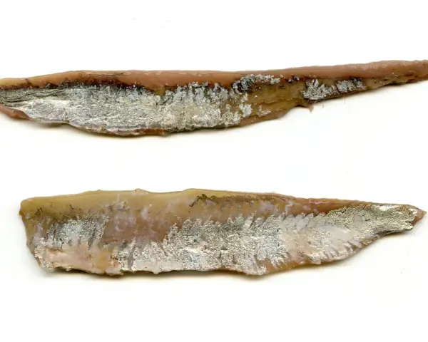 Dwa filety anchois, solone i marynowane, z widoczną srebrzystą skórą i różowym mięsem.