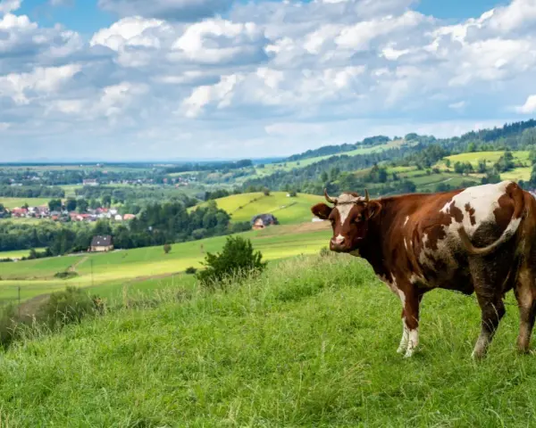 Brązowo-biała krowa na zielonym wzgórzu, w tle malownicza panorama wsi i pagórków. Widok z przełęczy Snozka.