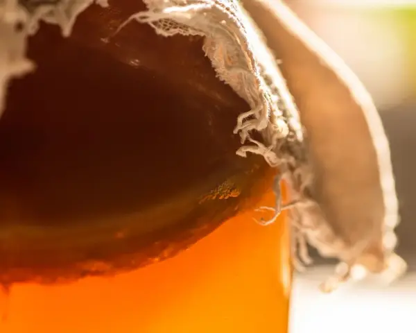 Gros plan sur un bocal couvert de tissu, révélant un liquide ambré pétillant, signe de la transformation du sucre fermenté.