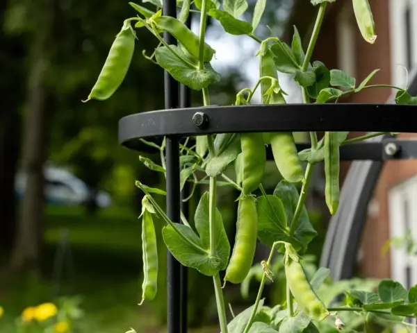 Peas growing on a trellis, showing lush green pods and leaves. This visual answers the question: do peas need a trellis?