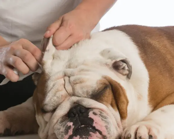 Delikatne czyszczenie uszu buldoga domowym sposobem. Ręce delikatnie wycierają ucho psa.