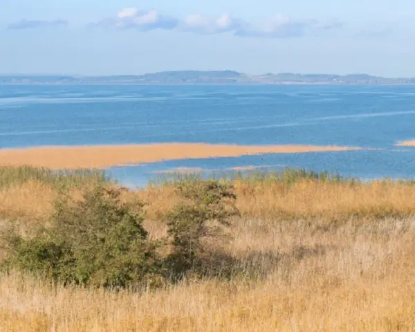 Zalew Szczeciński otoczony trzcinami, z widocznymi na horyzoncie wzgórzami.
