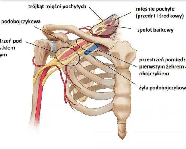 Anatomia okolicy szyjno-barkowej: tętnica i żyła podobojczykowa, mięśnie pochyłe, splot barkowy. Kluczowe dla zrozumienia zespołu szyjno barkowego.