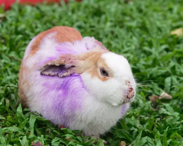 Coniglio con pelo viola e arrossato, forse affetto da dermatite umida.