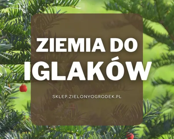 Zielone iglaki z czerwonymi owocami. Napis: Ziemia do iglaków. Idealna ziemia do iglaków dla Twoich roślin.