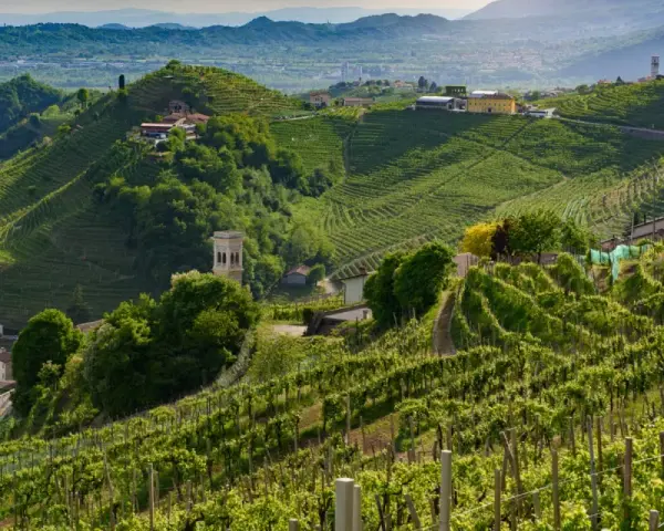 Rolling green hills covered in vineyards, with a winding road and scattered buildings.