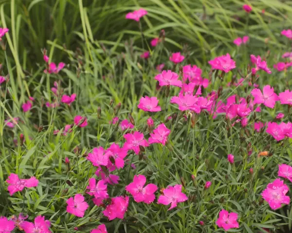 En äng full av livliga, rosa nejlika blommor som sträcker sig mot solen.