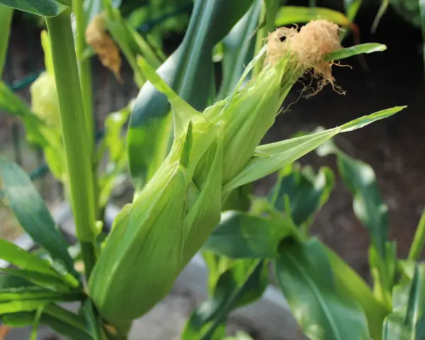 Un germoglio di mais verde, pronto per essere raccolto, con i suoi fili dorati che spuntano.