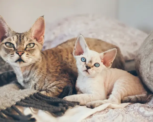 Dwa koty rasy Devon Rex leżą na kocu. Jeden jest pręgowany, drugi biały z niebieskimi oczami.