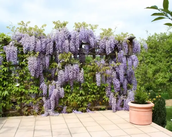 Obficie kwitnąca wisteria w donicy tworzy fioletowy wodospad na drewnianej pergoli.
