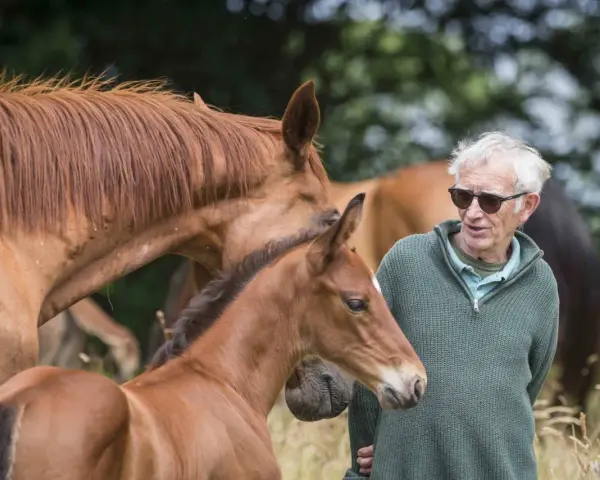 Un homme aux lunettes de soleil parle à un poulain brun, près de sa mère, dans un champ près du cap de Bonne-Espérance.