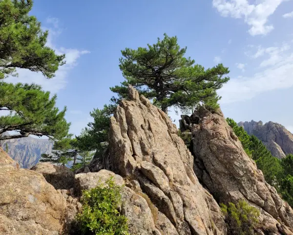 Rochers escarpés et pins majestueux sous un ciel bleu, paysage de **mare a mare sud** en Corse.