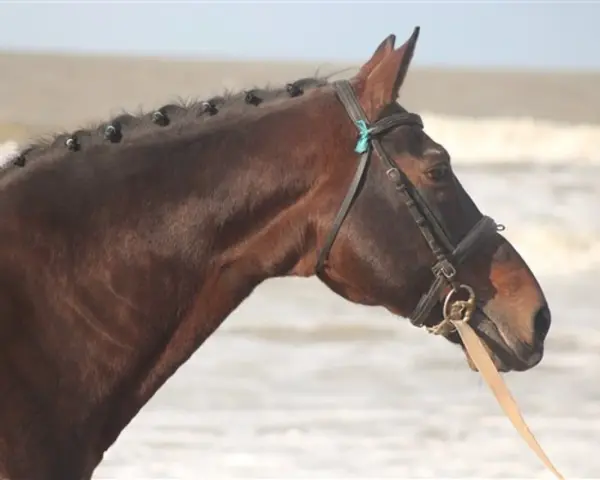 Le beau cheval bai, nouma d'auzay, aux crins tressés, se tient près de l'océan.