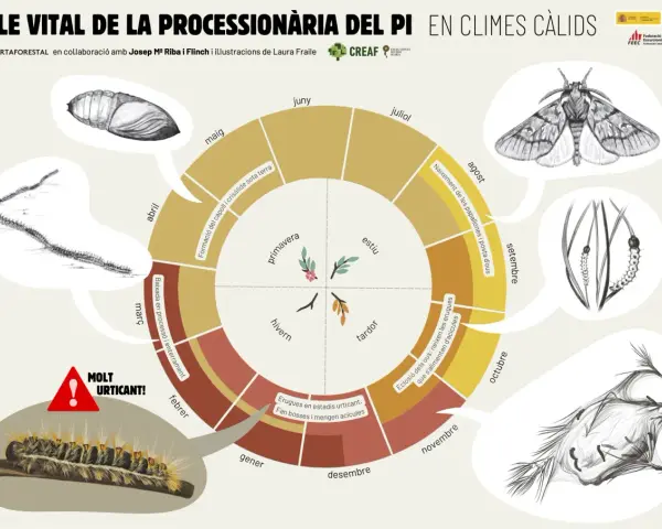 Ciclo vital de la procesionaria del pino: desde la oruga urticante hasta la procesionaria adulta, pasando por pupa y mariposa.