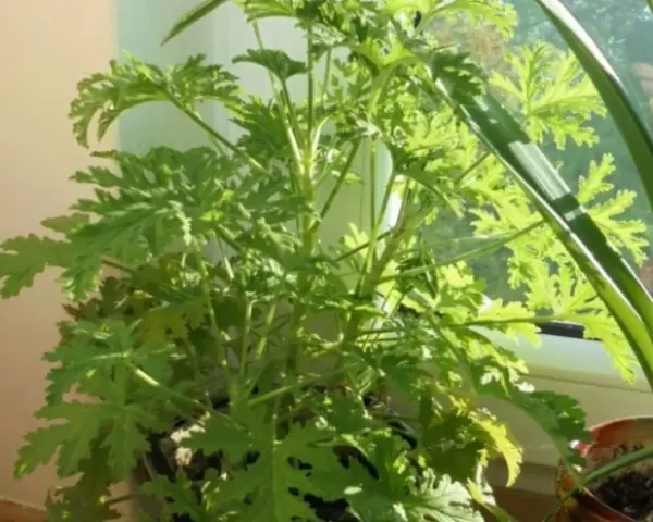 Zielony, rozłożysty geranium anginka z postrzępionymi liśćmi, rosnący na parapecie.