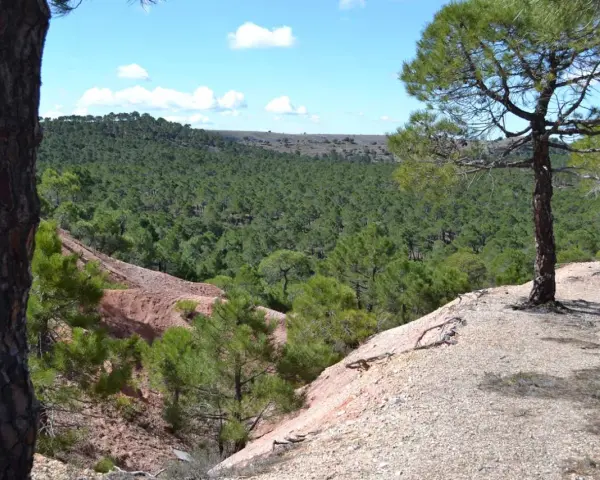 Vistas del mirador de Sigüenza, con un extenso bosque de pinos verdes y un terreno rojizo.