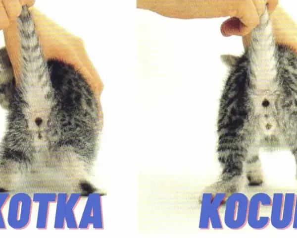 Jak odróżnić kocura od kotki - proste sposoby na pewność