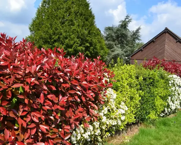 Un magnifique parterre de photinias aux feuilles rouges vives, avec des arbustes verts et blancs. L'arrosage est essentiel pour leur éclat.