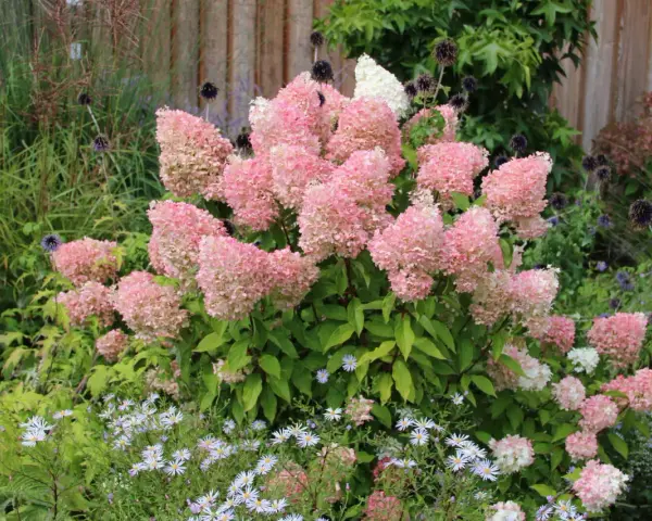 Ein Garten voller rosa Rispenhortensien, die sich gut vermehren lassen. Kleine weiße Blüten und dunkle Kugeldisteln ergänzen das Bild.