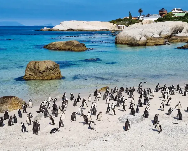 Kolonia pingwinów na piaszczystej plaży w RPA, z turkusową wodą i skałami w tle.