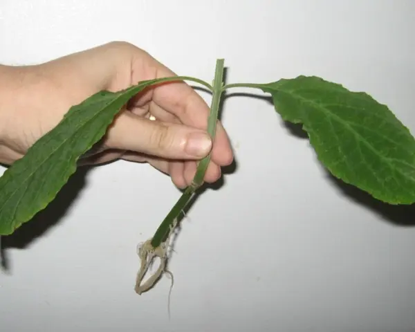 Dłoń trzyma pęd hibiskusa z widocznymi korzeniami, gotowy do ukorzeniania w wodzie.