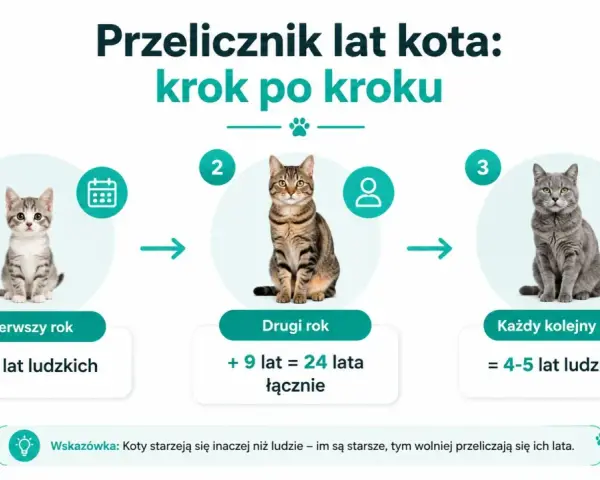 Kociak, młody kot i dorosły kot pokazują, jak przeliczyć wiek kota na ludzkie lata. Pierwszy rok to 15 lat, drugi to 24, a każdy kolejny to 4-5 lat.