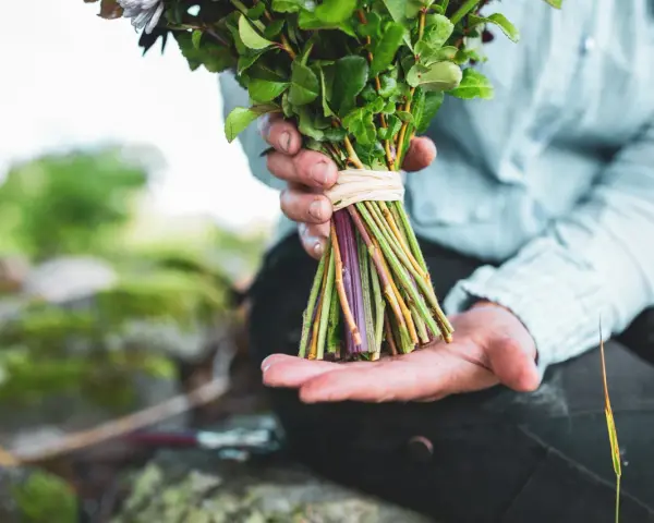 Händer som håller en bukett med gröna blad och lila stjälkar, redo att binda bukett.