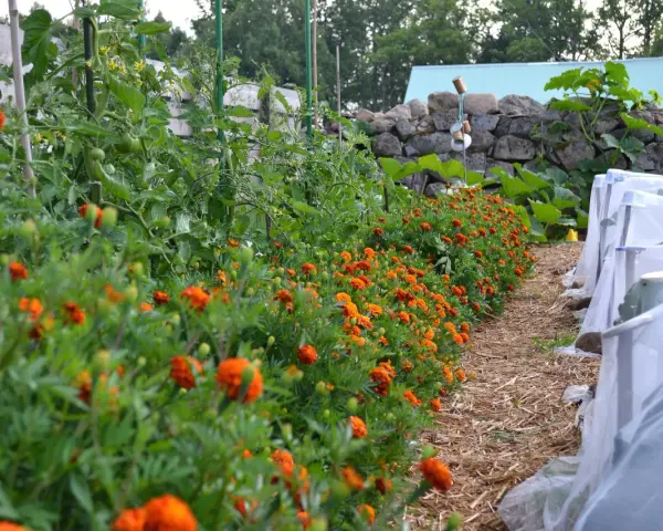 En rad med orange blommor kantas av tomatplantor i en pallkrage. Bredvid syns odlingar under fiberduk.