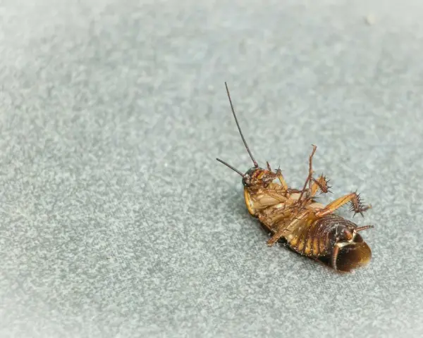 Una cucaracha muerta boca arriba sobre una superficie gris. Un recordatorio de las plagas que pueden aparecer con las cucarachas en verano.