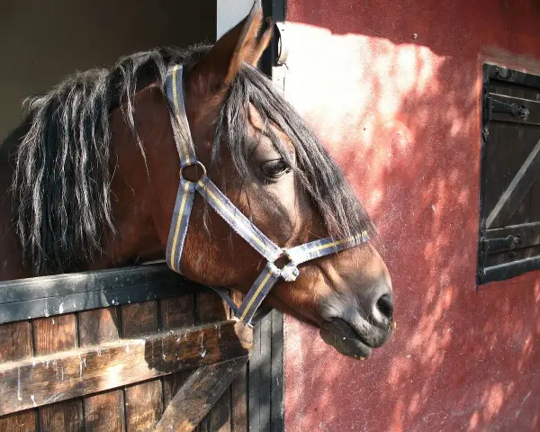 Un cheval brun à la crinière sombre regarde depuis son box dans une écurie de propriétaire. La lumière du soleil éclaire le mur rouge.