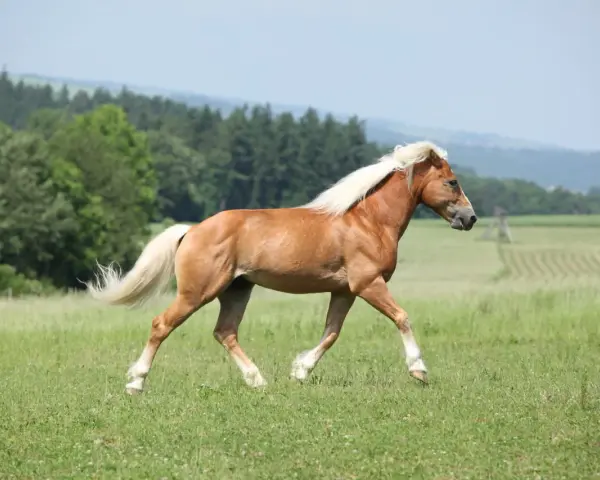 Un magnifique cheval palomino galope dans un pré verdoyant, sa crinière blonde flottant au vent.