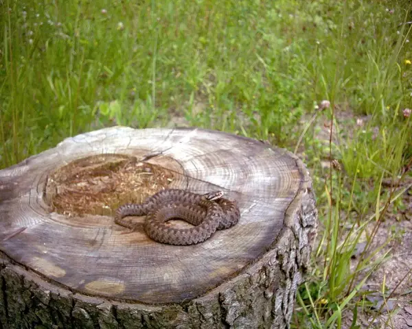 Żmija zygzakowata na pniu. Ciekawostki o jej kamuflażu i życiu w naturze.