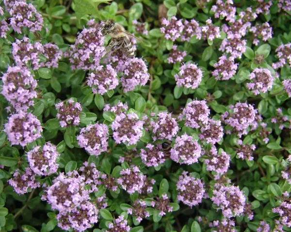 Bin samlar nektar från kaskadtimjan och backtimjan. Blommorna är små och lila, och bladen är gröna och aromatiska.