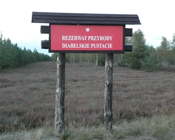 Rezerwat przyrody Diabelskie Pustacie - piękno wrzosowisk i szlaków