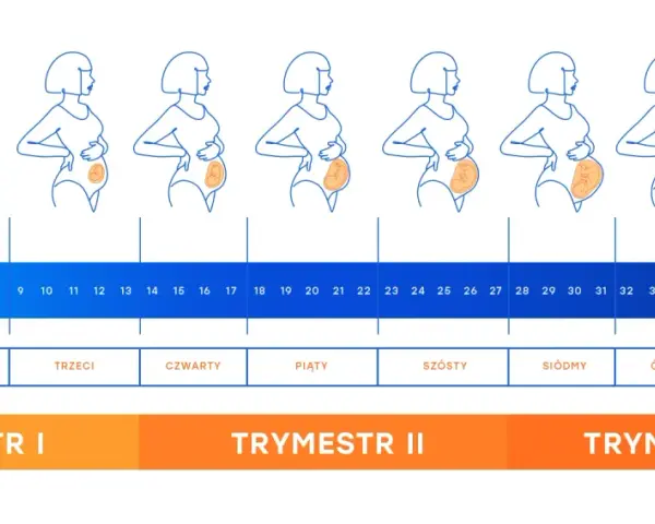 Zmiany sylwetki kobiety w kolejnych tygodniach ciąży i miesiącach, od pierwszego do dziewiątego. Rozwój dziecka od zarodka do noworodka.