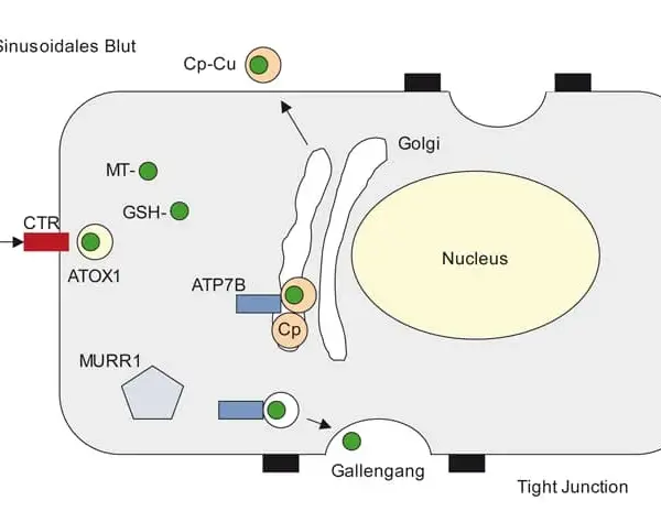 Morbus Wilson Diagnostik: Wichtige Tests zur Früherkennung der Krankheit