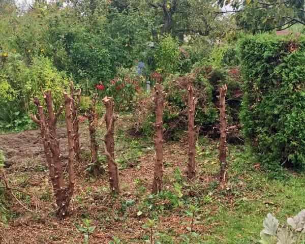 Mehrere abgestorbene Baumstümpfe stehen im Garten. Die Arbeit, **Strauchwurzeln entfernen**, ist hier offensichtlich noch nicht abgeschlossen.