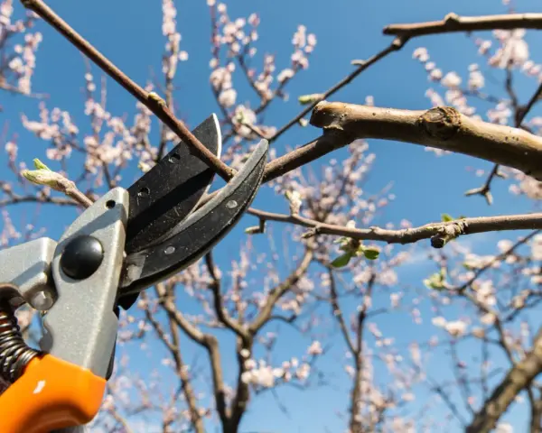 Beskärning av ett blommande bigarråträd med sekatör mot en klarblå himmel.