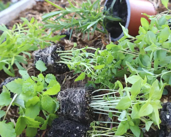 Små plantor med kryddor i kruka utomhus, redo att planteras.