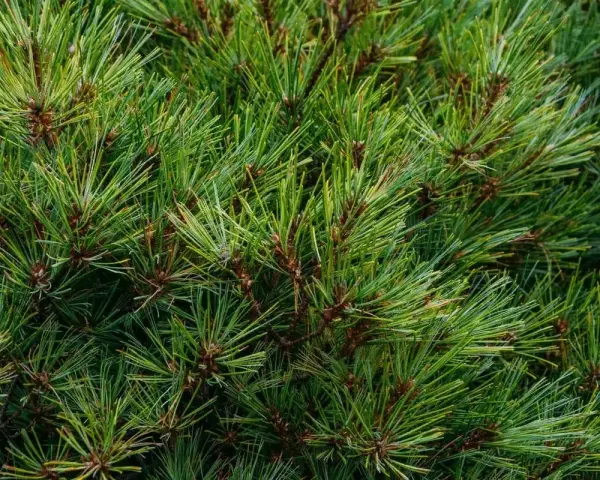 Gęste, zielone pedy sosny tworzą naturalny, leśny dywan.
