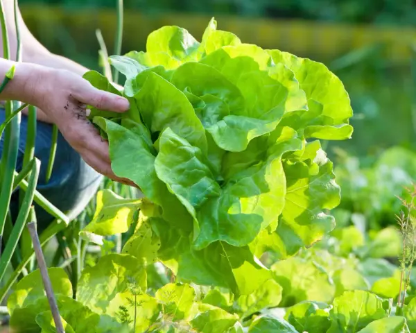 Hände ernten einen frischen Kopfsalat im Garten. Das knackige Grün leuchtet in der Sonne.